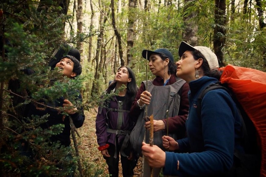 Rocío Urrutia y sus estudiantes estudian un alerce. Foto: Miguel Soffia