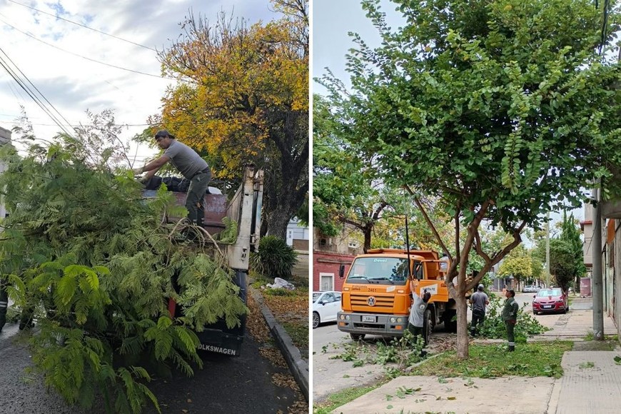 Trabaja personal municipal en cada poda y los retiros del residuo vegetal.