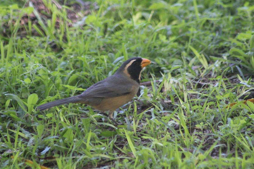 Crédito: Prensa Parque Islas de Santa Fe.