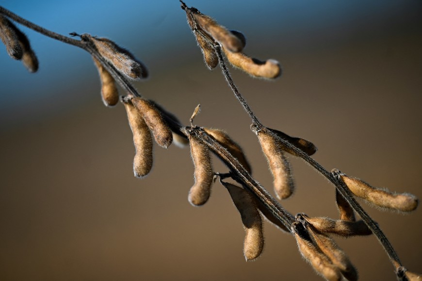 Soy plants are seen in a field in San Andres de Giles, on the outskirts of Buenos Aires, Argentina, May 12, 2025. REUTERS/Martin Cossarini