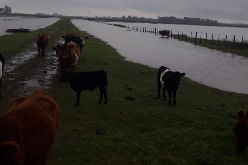 En la zona de Chacabuco hasta ayer viernes las lluvias habían alcanzado los 2.30 milímetros. Foto: Gentileza María Cecilia Cendon