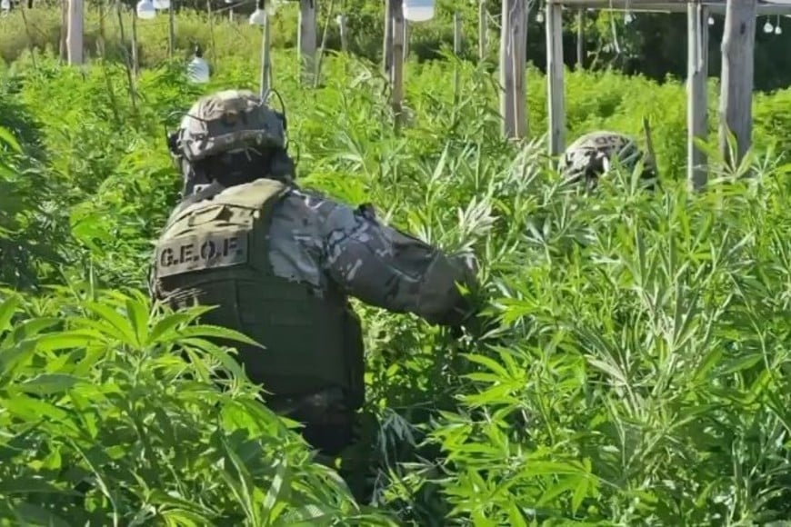 Así encontraron la plantación en febrero de 2024 los uniformados que allanaron el predio. Foto: Archivo 