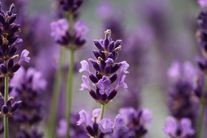 Cultivar tranquilidad desde el jardín.