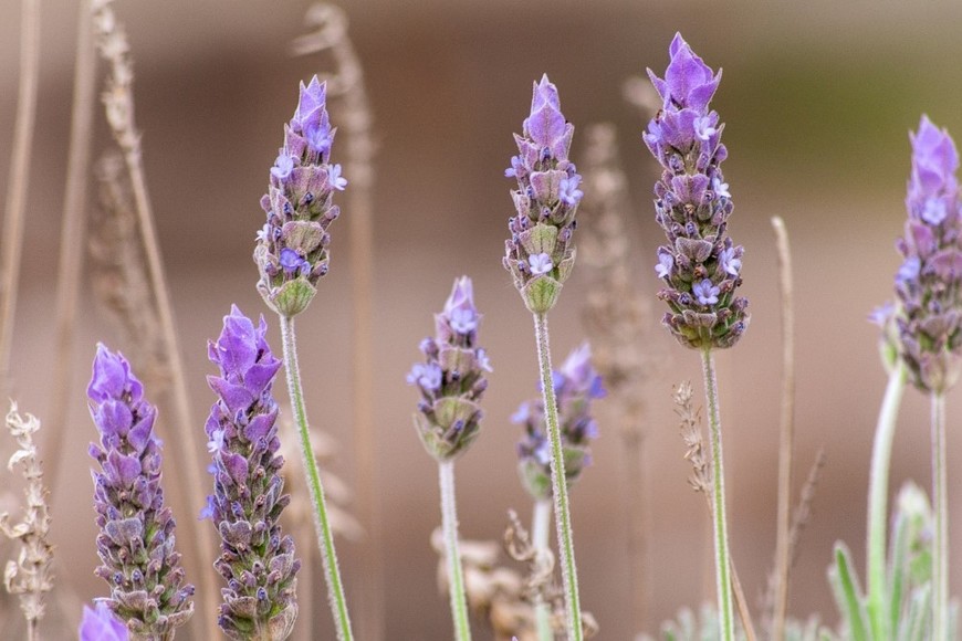La naturaleza al alcance de tu hogar.