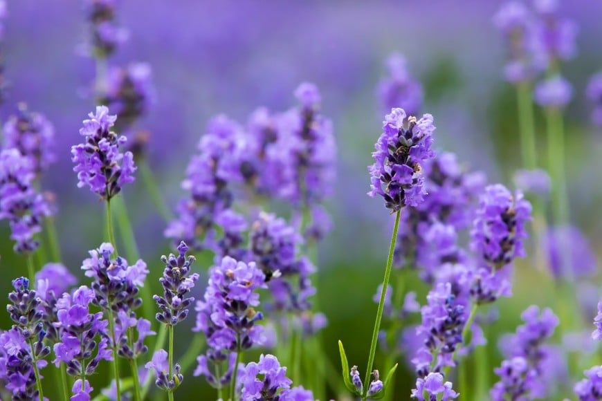Una conexión natural que calma el cuerpo y la mente.