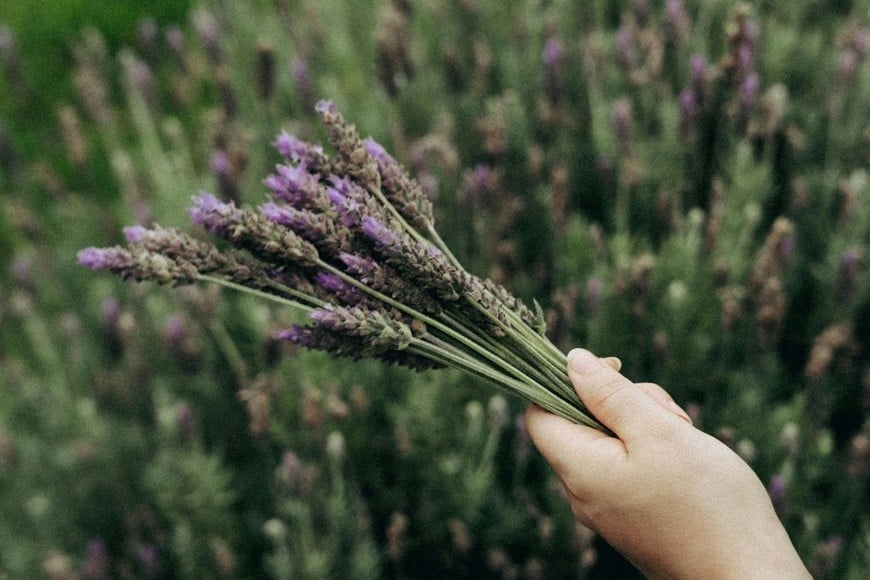 El poder de lo natural para tu bienestar diario.