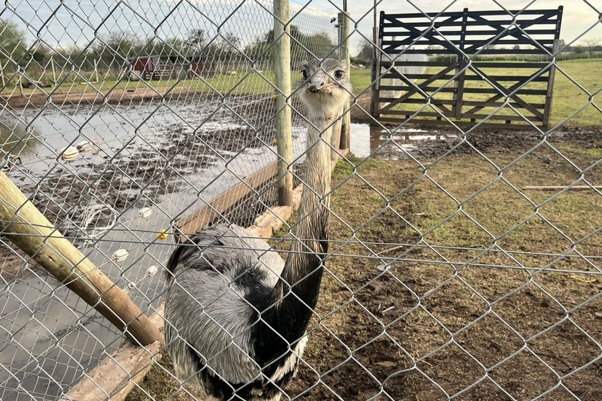 Un ñandú permanecía encerrado en el zoológico ilegal.