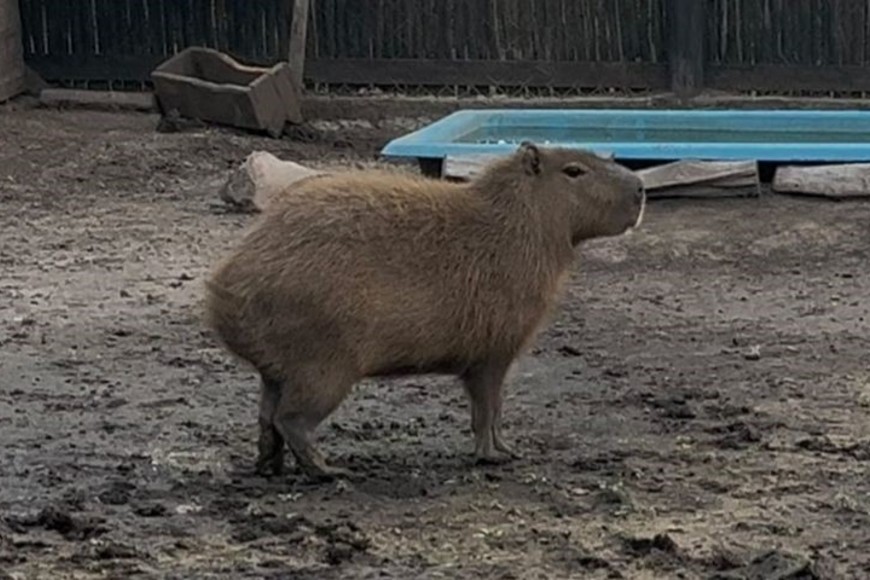 Un ejemplar de carpincho, entre los animales rescatados.