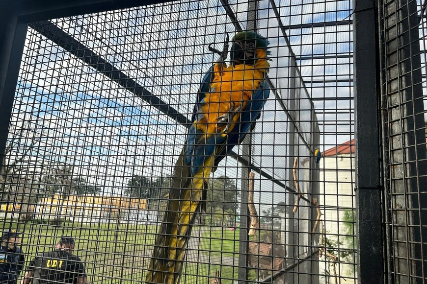 Los animales fueron puestos a resguardo.