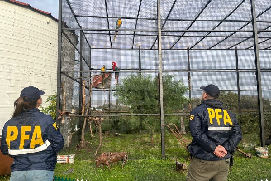 Los efectivos hallaron aves exóticas.