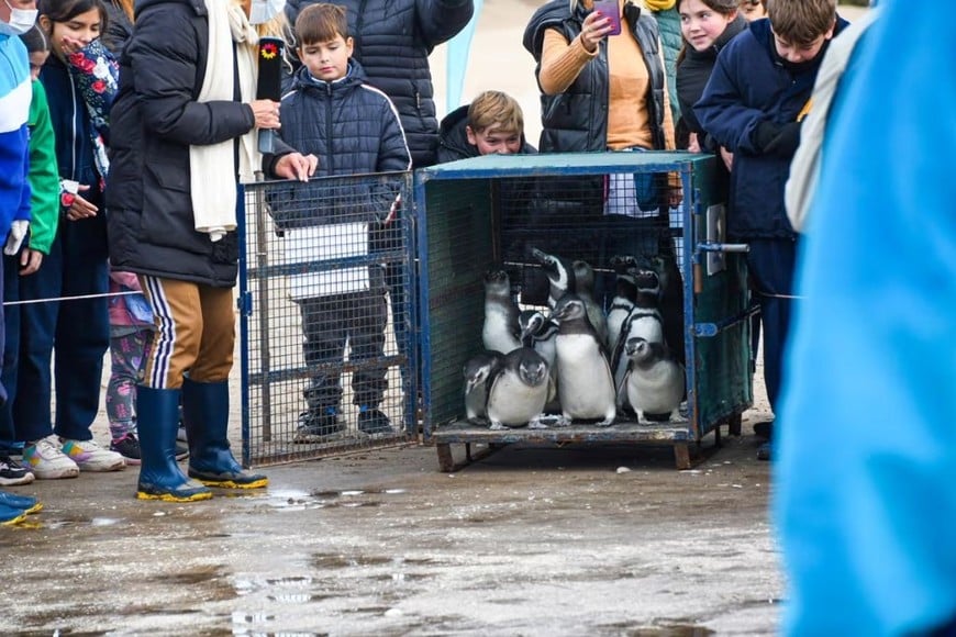 Con microchips colocados, los animales reanudan su vida oceánica.