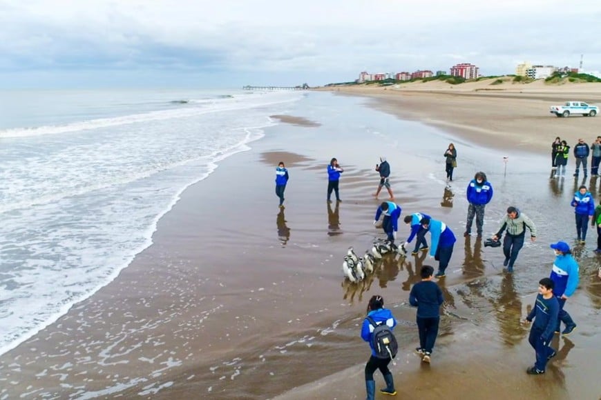 La emoción marcó la reinserción de los ejemplares rehabilitados.
