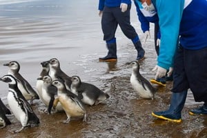 Once pingüinos fueron liberados tras semanas de cuidados intensivos.