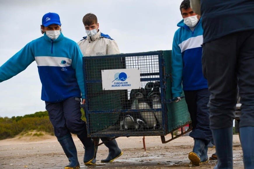 Muchos de los pingüinos eran juveniles en su primer gran viaje.