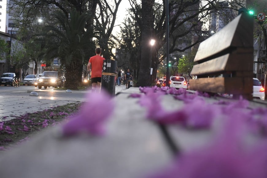 La última primavera dejó regados de flores los bancos del cantero de bulevar.
