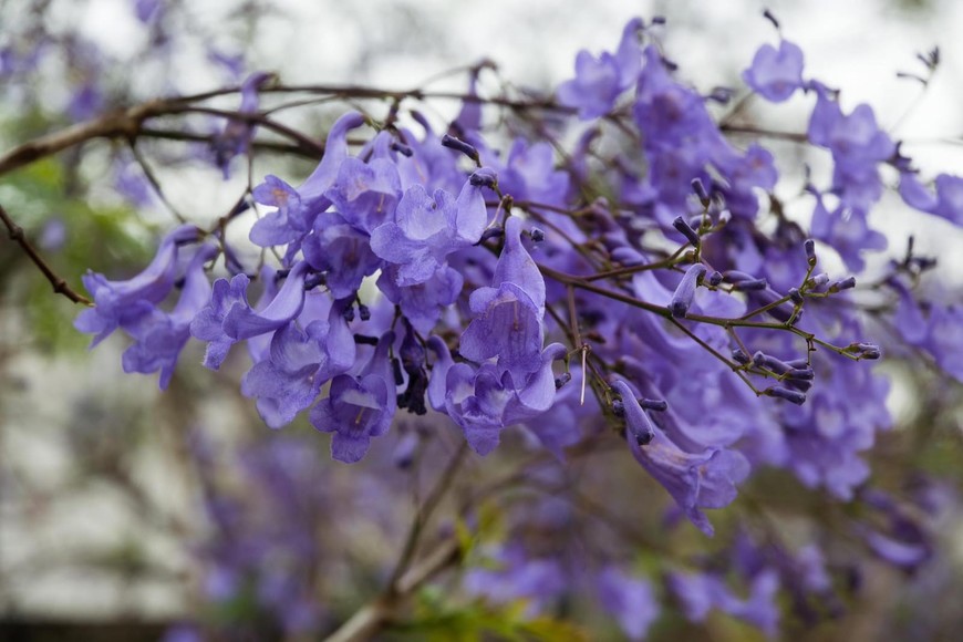 Compromiso ambiental provincial.