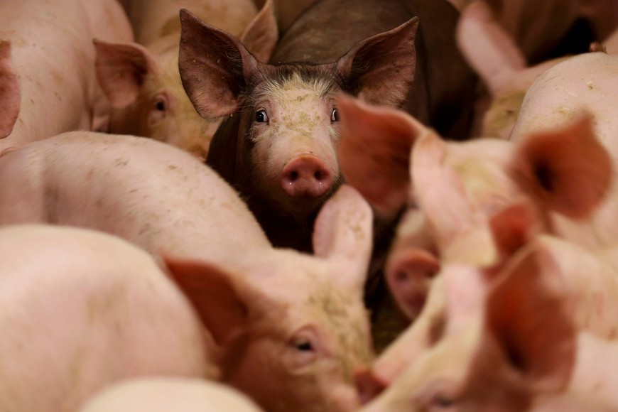 Piglets are seen in their stall at the pig farm owned by French farmer Laurent Ulrich (not pictured) in Kleinfrankenheim near Strasbourg, France, August 19, 2015. A price boycott by French meat processing firms against higher pork prices threatens to derail a government plan to support angry livestock farmers, who blockaded roads last month.   REUTERS/Vincent Kessler   francia Kleinfrankenheim  francia granja de cerdos en Kleinfrankenheim ganado porcino cerdos