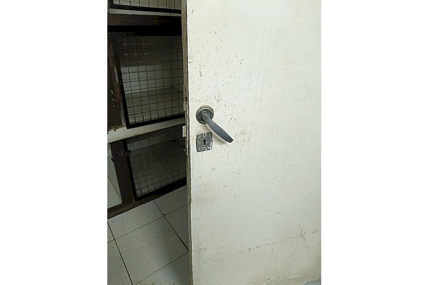 Además de matar al animal, los delincuentes causaron destrozos en el comercio.