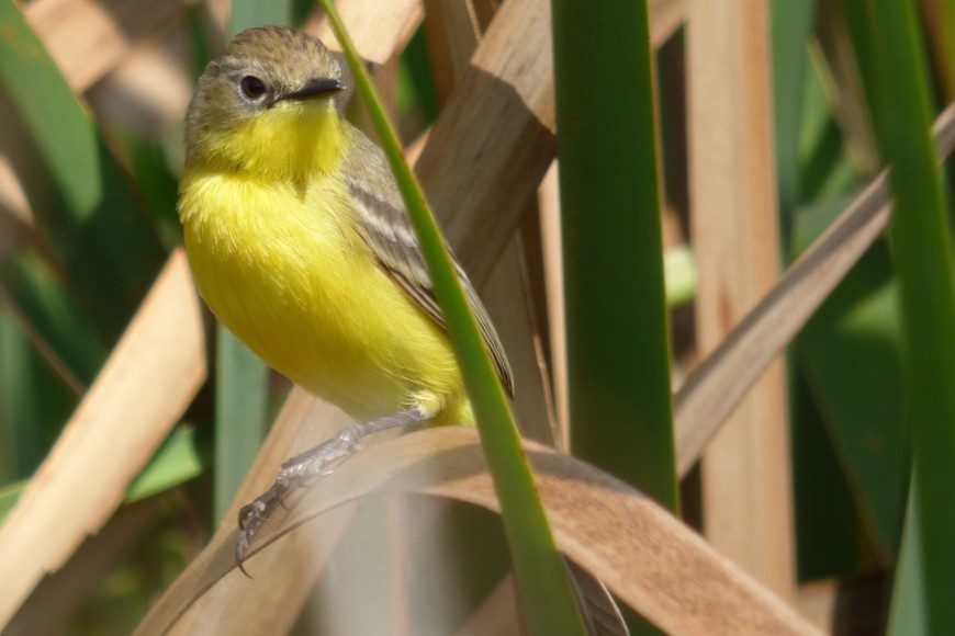 La especie de Doradito Pardo.