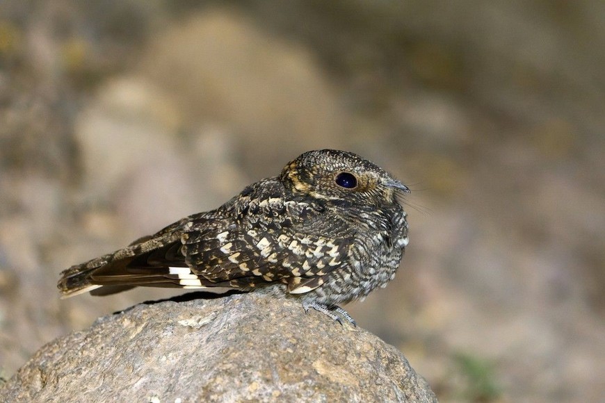 Especie de Atajacaminos Ñañarca.