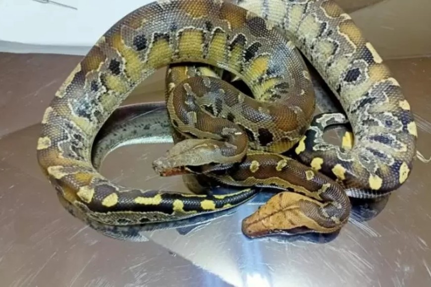 Las serpientes fueron encontradas dentro de bolsas.