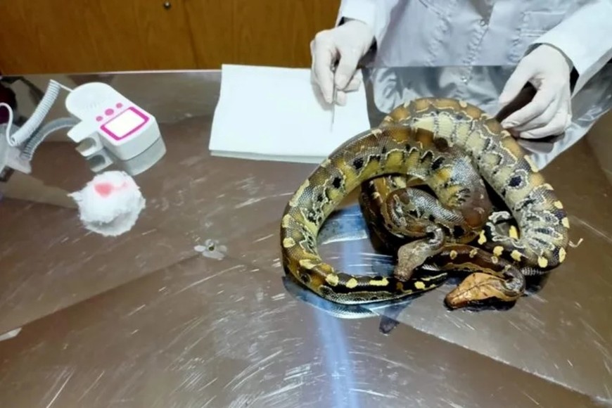 Los ejemplares, un macho y una hembra, ingresaron sin certificados sanitarios.