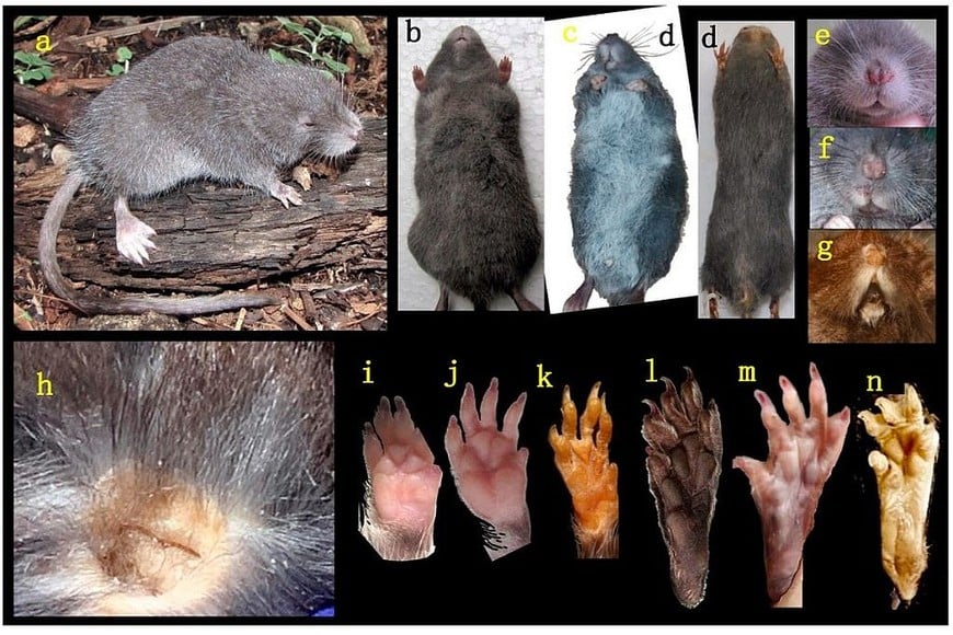 El roedor se caracteriza por su pelaje gris, orejas vestigiales ocultas y patas posteriores adaptadas a ambientes acuáticos.