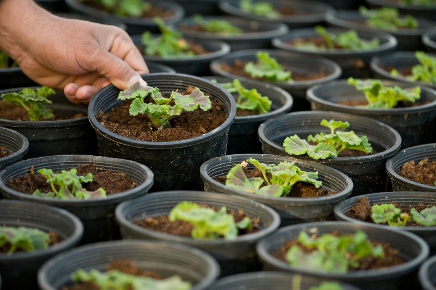 Evitá hojas dañadas o manchas en las plantas.