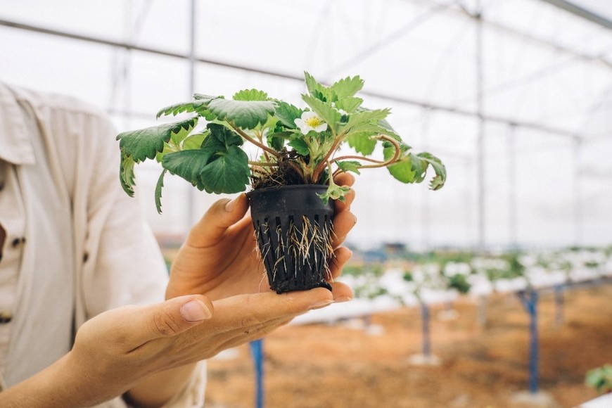 Plantas sanas listas para llevar a casa.
