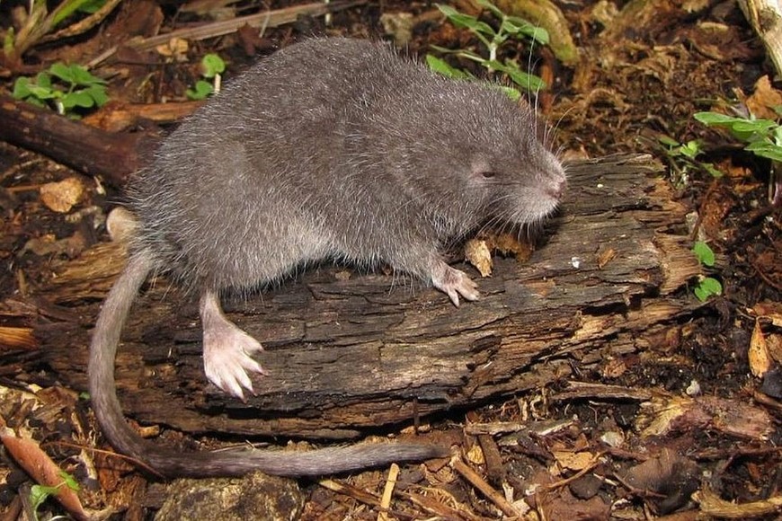 Se trata de un “doble hallazgo”: un género y una especie nunca antes identificados.