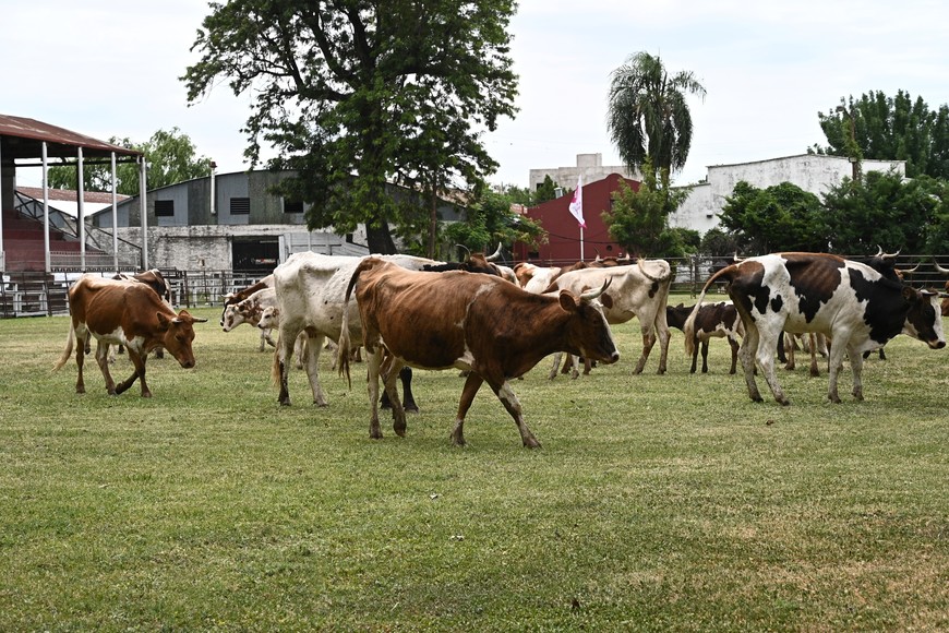 Imagen ilustrativa. Crédito: Flavio Raina