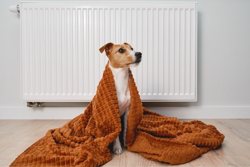 El lugar elegido debe ser cálido, seco y tranquilo.