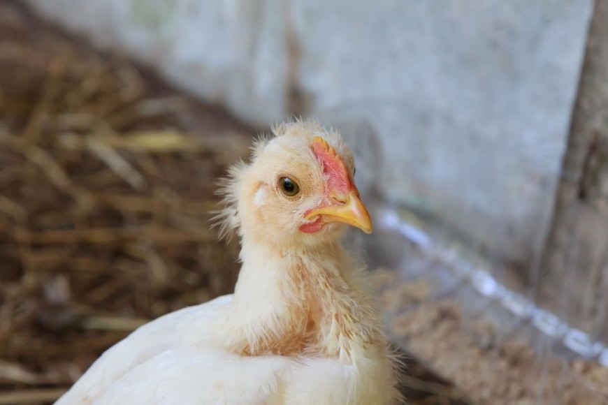 Las medidas alcanzan tanto a productores avícolas como a criadores de aves de raza.