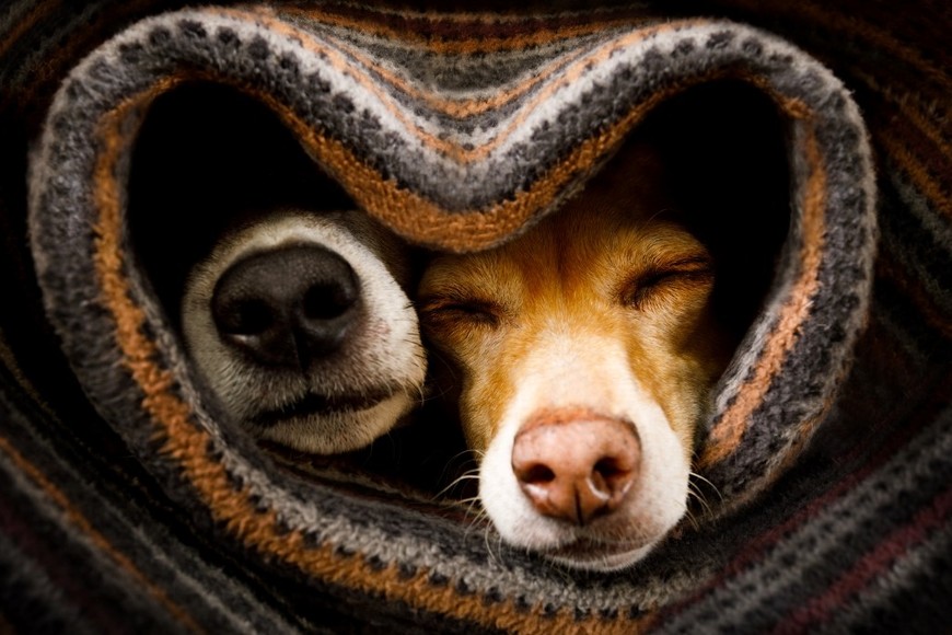 Espacios protegidos ayudan a las mascotas durante la ola polar.