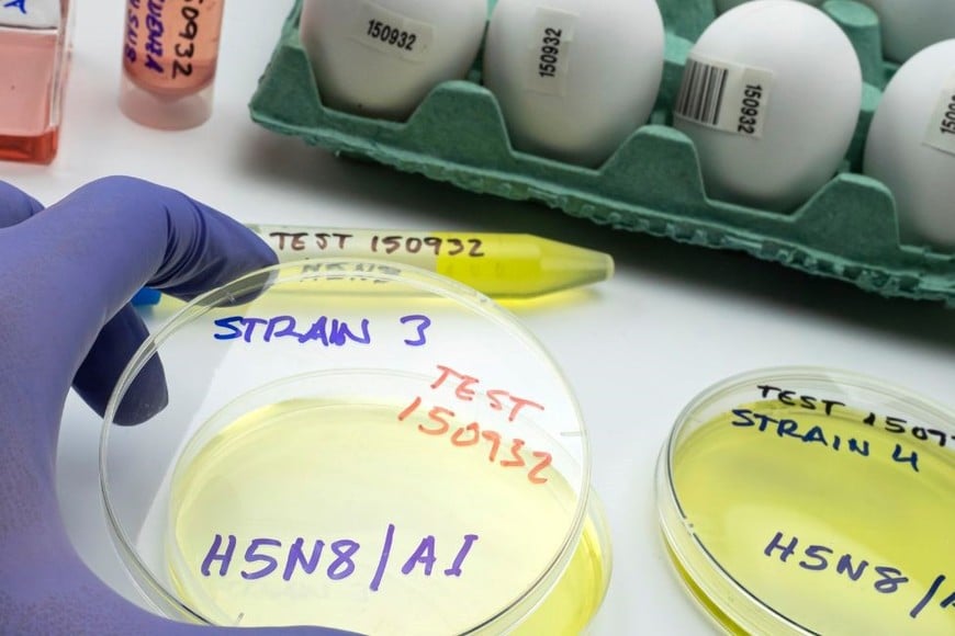 Muestras de suero para ser analizadas en laboratorios oficiales