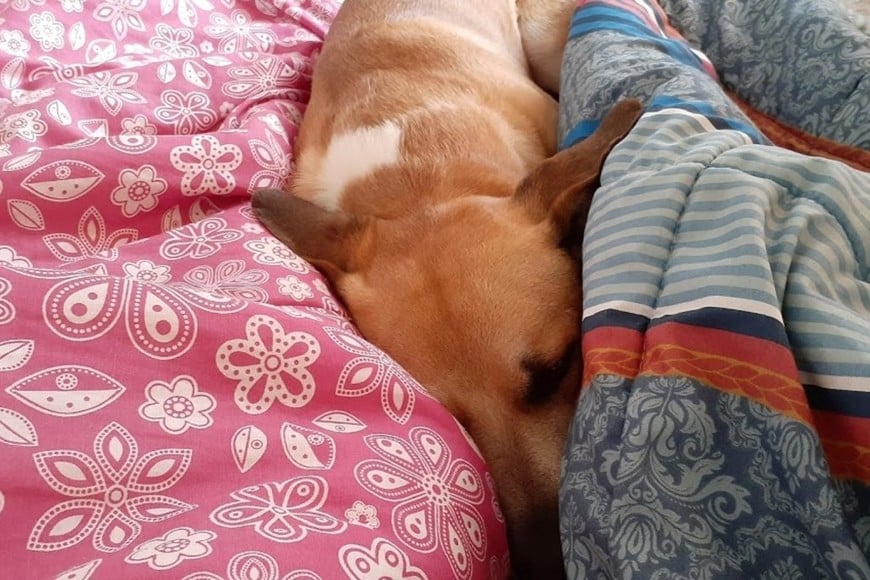 Abrigos y camas elevadas contribuyen a conservar el calor corporal.