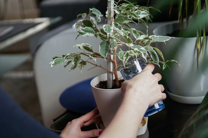Ajustar la cantidad de agua según la especie mantiene el jardín sano todo el año.
