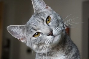 Vínculo sanador y reconfortante.