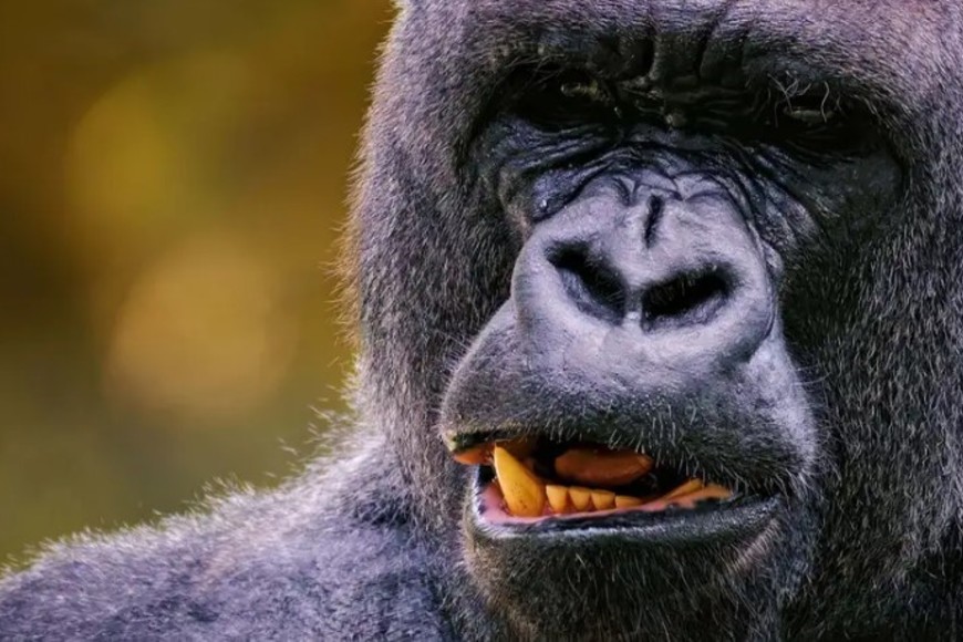 El equipo de investigación evaluó cinco hipótesis para entender los sesgos de género en las relaciones de poder