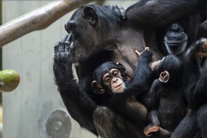 El descubrimiento muestra que entre los primates no existen diferencias claras de poder entre los sexos.