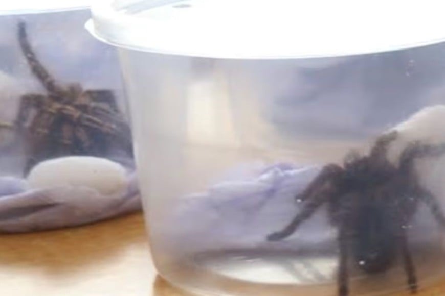 Comercio ilegal de especies exóticas,