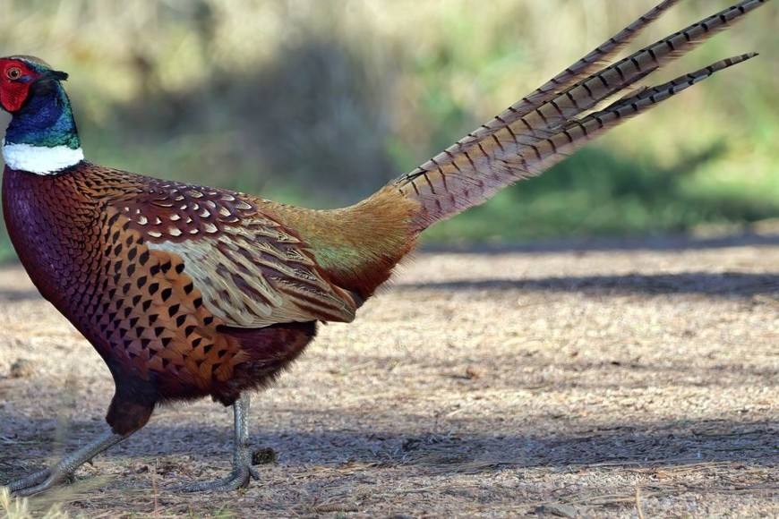 Por tratarse de un brote en aves no comerciales, el estatus sanitario nacional no se ve afectado