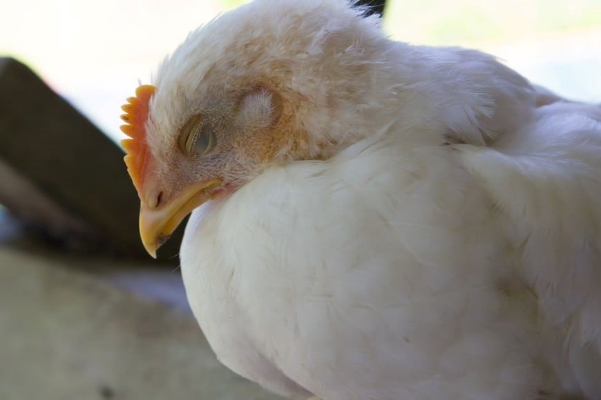 Senasa tomó muestras y se confirmó la presencia del virus