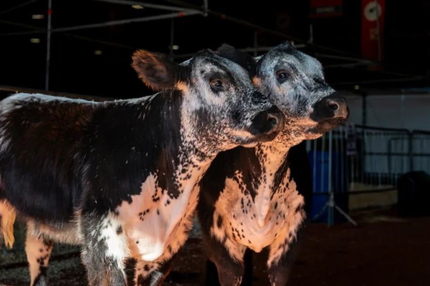 Se trata de los ejemplares son los primeros animales que nacieron en la Argentina.