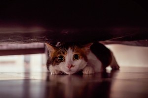 Los gatos buscan refugios seguros cuando se sienten vulnerables.