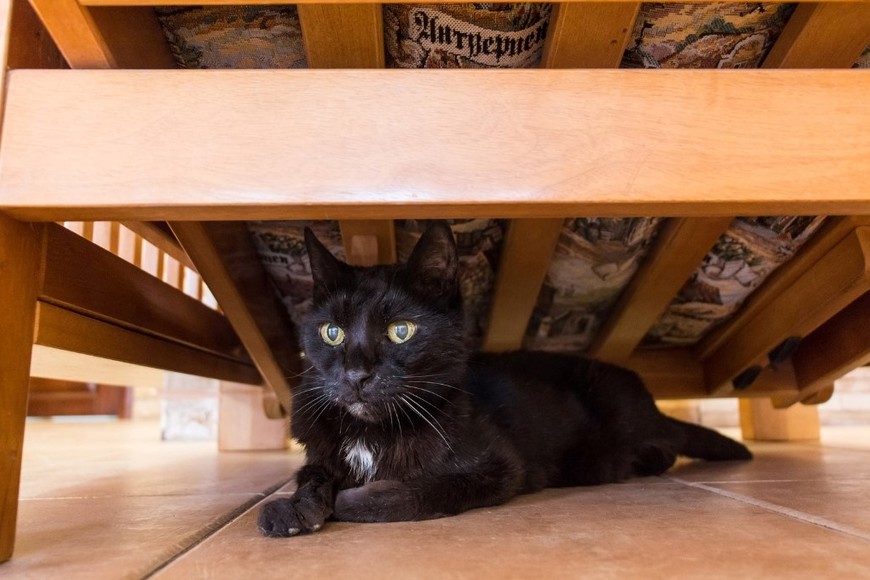 Esconderse puede ser señal de estrés o simple necesidad de descanso.