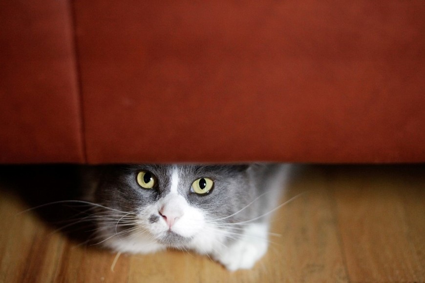 Crear espacios tranquilos ayuda a reducir la ansiedad felina.