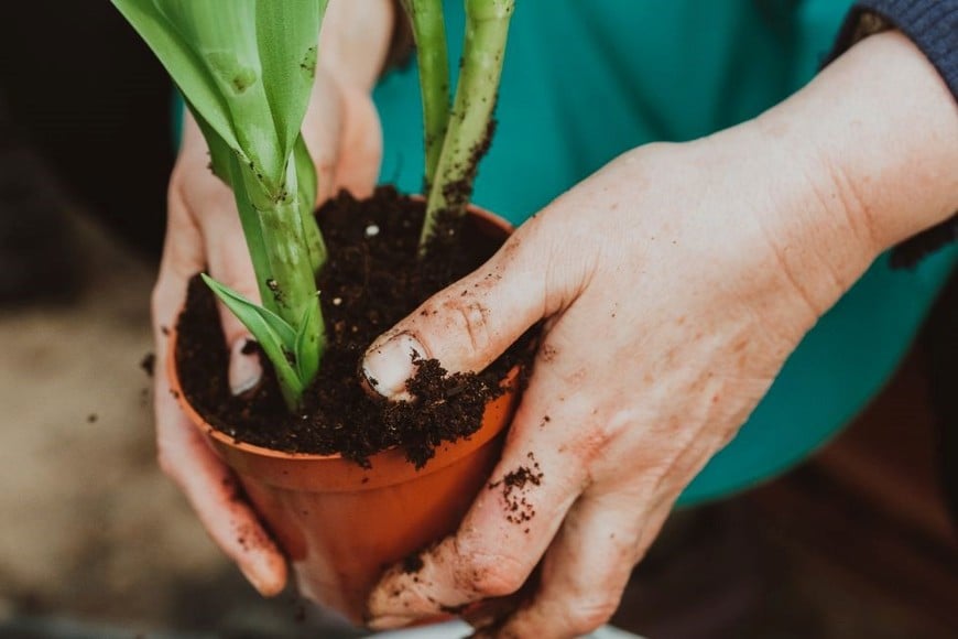 izar corchos naturales en macetas y jardines se convirtió en una práctica popular.
