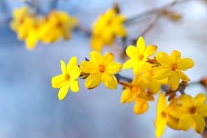Colores vibrantes que desafían las bajas temperaturas.