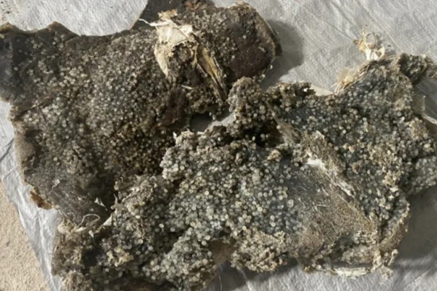 Los nurdles más contaminados son los que se quemaron en el incendio, dicen los químicos forenses.